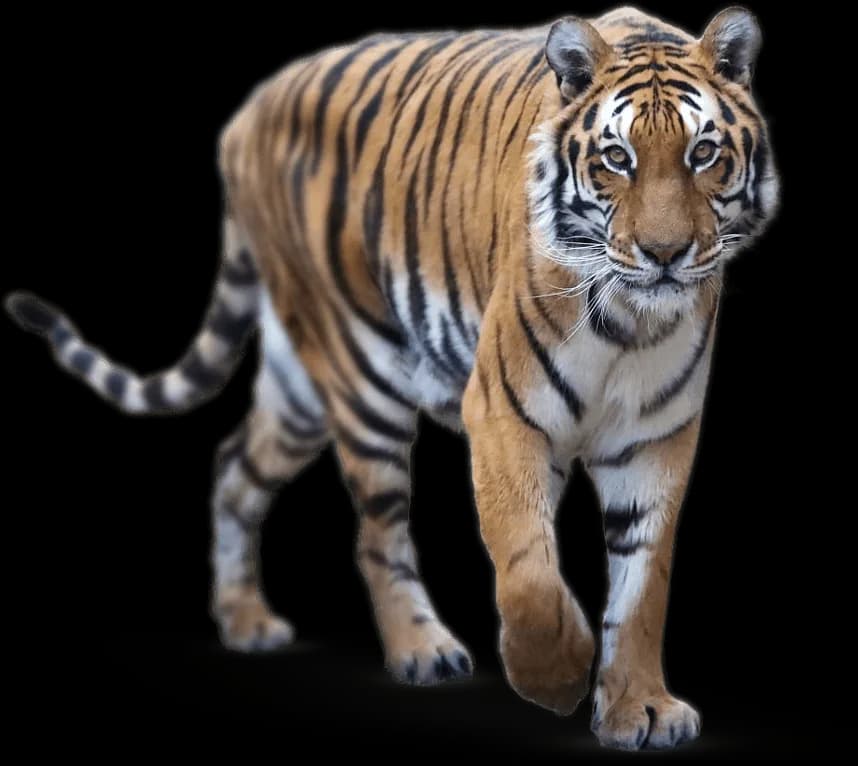Eine Tigerin, die durch Rauch läuft